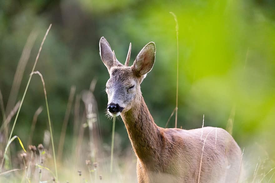 Deer, Roe, Ruminant, Mammal, Animal, Hoofed Ruminant, Wildlife, Wilderness, Grass, Nature, Outdoors