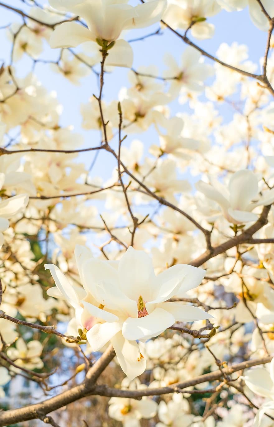 magnolie, flori, copac, ramură, flori albe, petale, a inflori, inflori, primăvară, natură, floare
