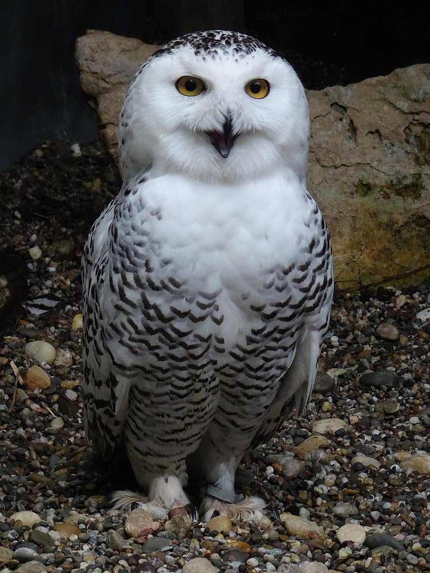 Snowy Owl, Hedwig, Owl, Bird, Bird Of Prey, Raptor, Arctic