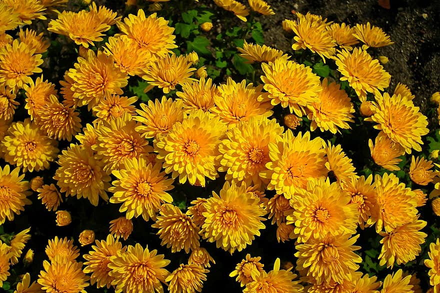 chryzantemy, żółte kwiaty, ogród, rozkwiecony, jesień