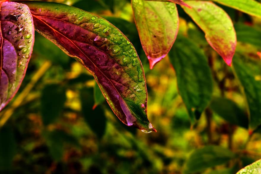 葉、工場、露、濡れている、露滴、自然、雨滴
