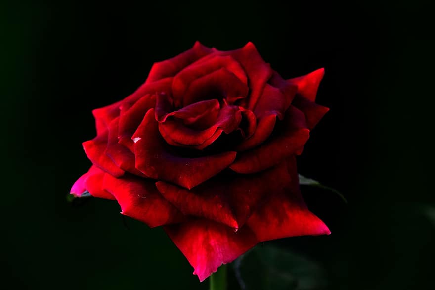 rosa, flor, pétalas, Rosa vermelha, plantar, flora, natureza, fechar-se, pétala, folha, flor única