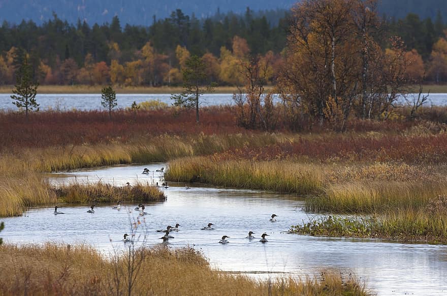 Flock Of Birds, Bird, Lake, Lapland, Animal, Nature, Water, Autumn, Ruska, Finland, landscape