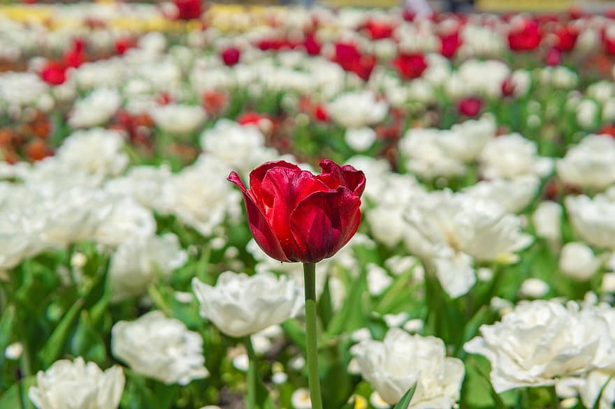 tulipaner, blomster, have, kronblade, tulipaneblader, flor, blomstre, flora, plante