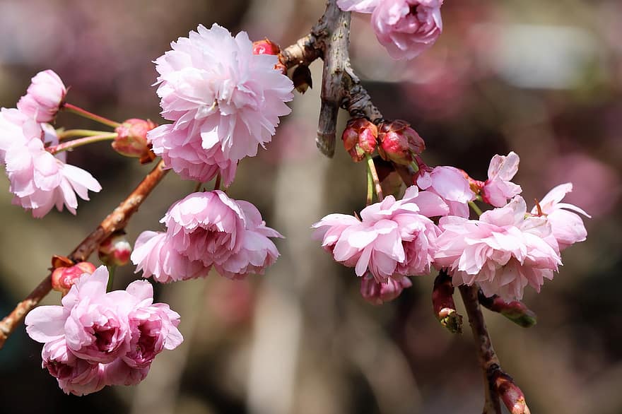 japāņu ķirsis, ziedi, pavasarī, rozā, koks, zied, ziedēšanas zars, dekoratīvie ķirši, filiāle, pumpuru, raksturs