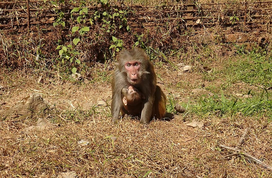 reeso makaka, Macaca mulatta, reeso beždžionė, laukinės gamtos, gyvūnas, primatas, žinduolių