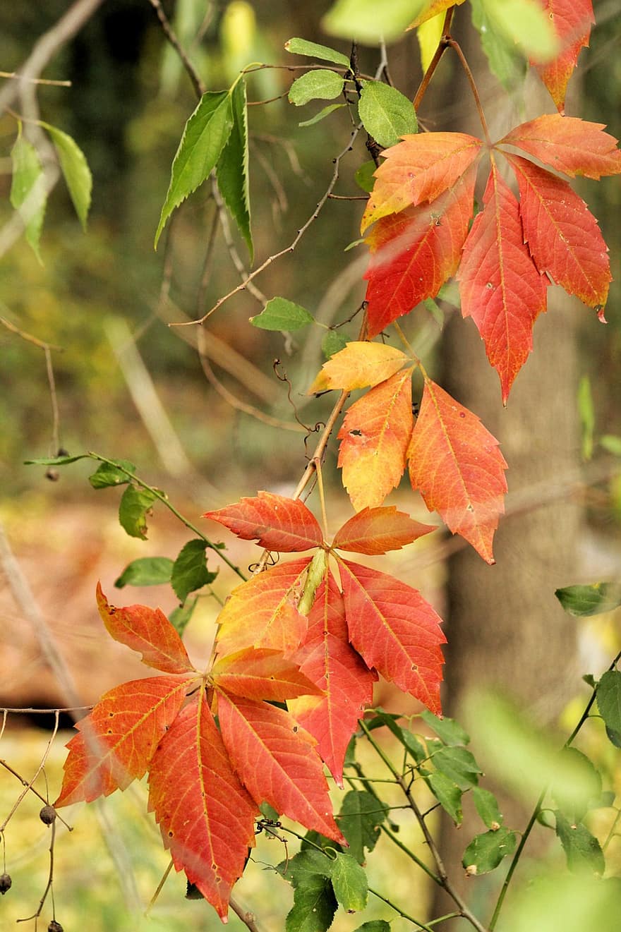 virginia creeper, listy, podzim, poboček, révy, rostlina, Příroda