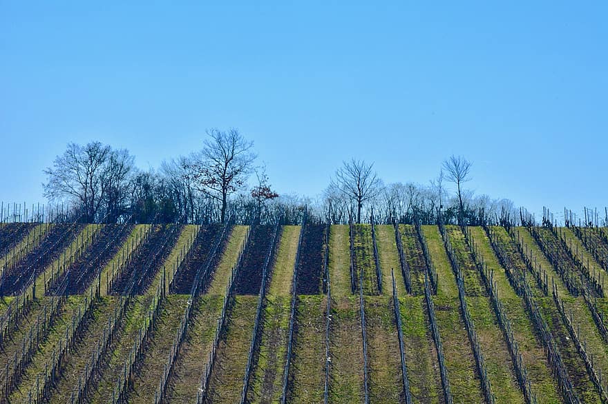 vinya, agricultura, viticultura, a l'aire lliure
