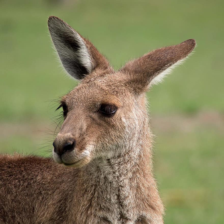 кенгуру, Австралия, двуутробно животно, животно, дивата природа, природа, бозайник