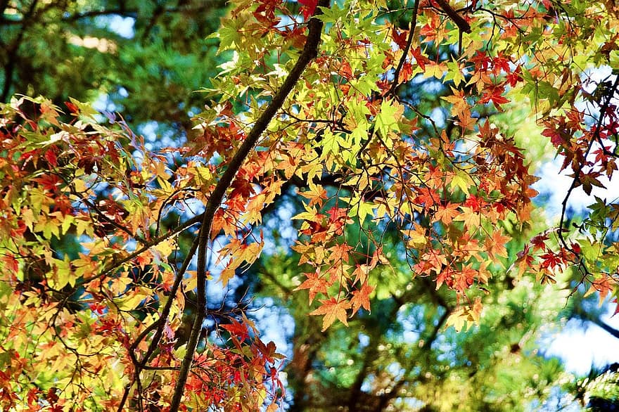 pohon, alam, musim gugur, musim, jatuh, di luar rumah, hutan, daun, kuning, multi-warna, warna cerah