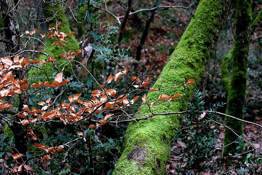 el maletero, árbol, muerto, mousse, hojas de otoño, colores de otoño, bosque, naturaleza, rama, hoja, otoño