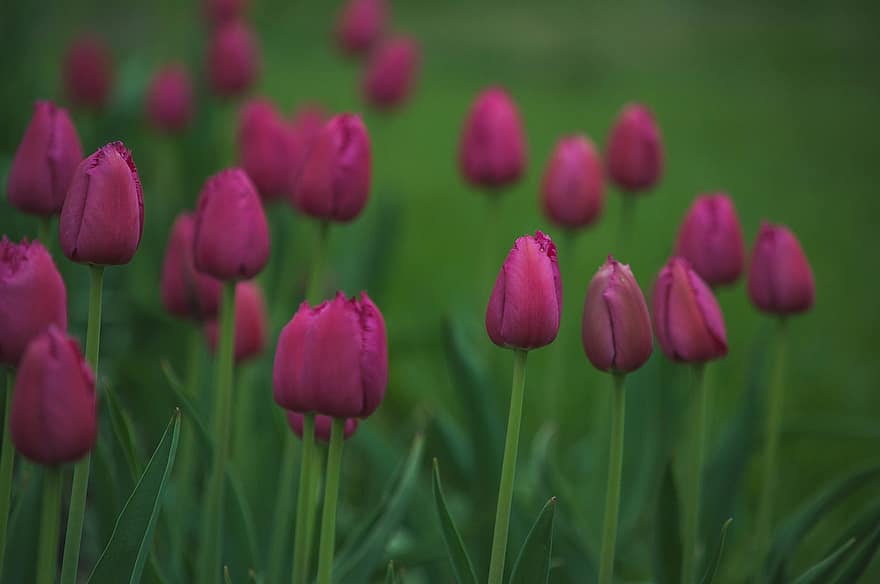 tulipaner, blomster, hage, rosa blomster, petals, blader, blomst, flora, vår, natur, nærbilde