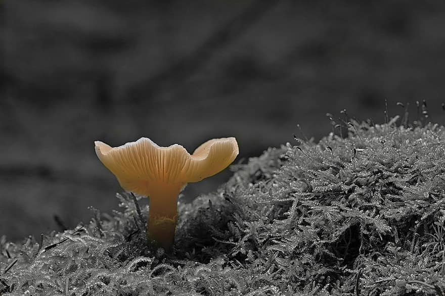 disk houba, houba, mykologie, mech, lesní podlaha