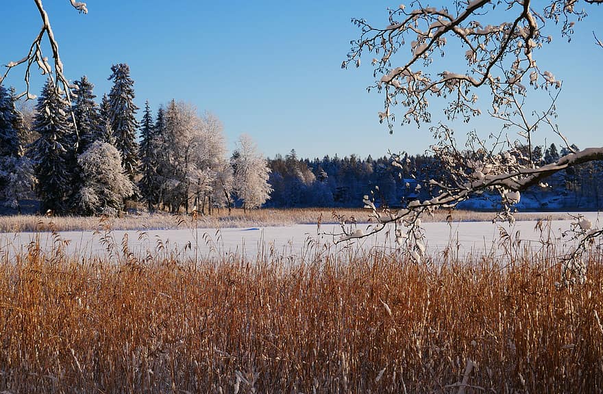 vinter, skog, snø, tre, natur, bakgrunn, hvit, kald, landskap, utendørs, årstid