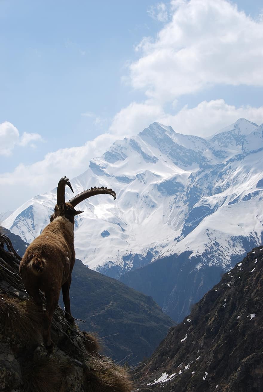 ibex, valgaudemar, núi, Thiên nhiên, phong cảnh, thú vật, đỉnh núi, tuyết, cuộc phiêu lưu, đi bộ đường dài, dãy núi