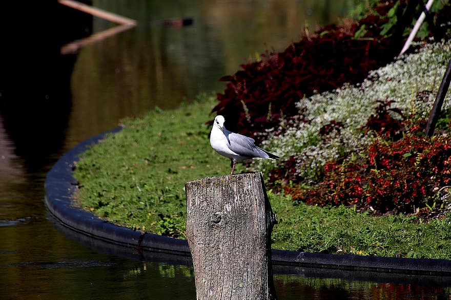 Seagull, Bird, Park, Pond, Ornithology