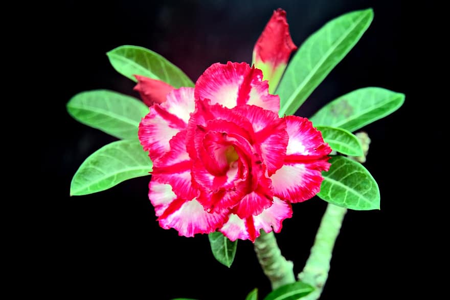 adenium, flor, plantar, Rosa do Deserto, flora, folha, fechar-se, pétala, cabeça de flor, cor rosa, botânica