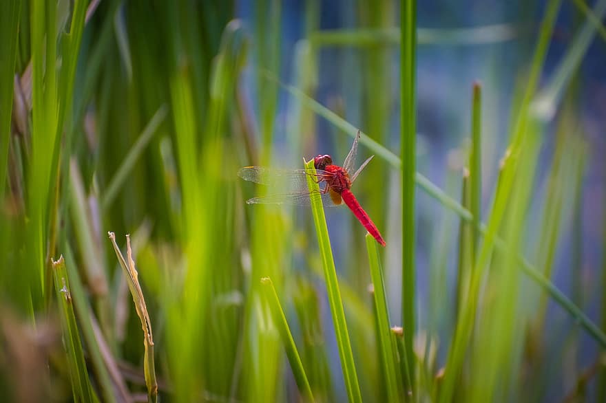 skimmer escarlata, libélula, hierba, Espumadera Ruddy Marsh, insecto, hojas, planta, naturaleza