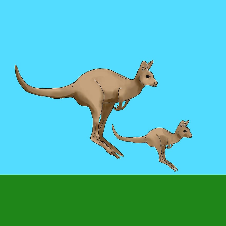 canguru, animais, joey, Austrália, marsupial, mamífero, animais selvagens, selvagem, bolsa, fofa, Castanho
