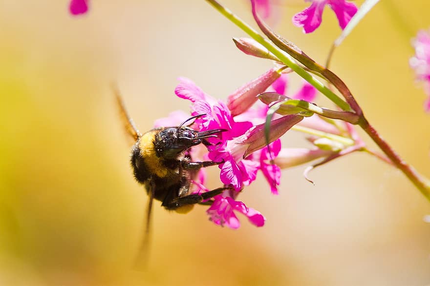 humla, blommor, pollinering, pollinera, rosa blommor, bi, insekt, Hymenoptera, flora, fauna, närbild