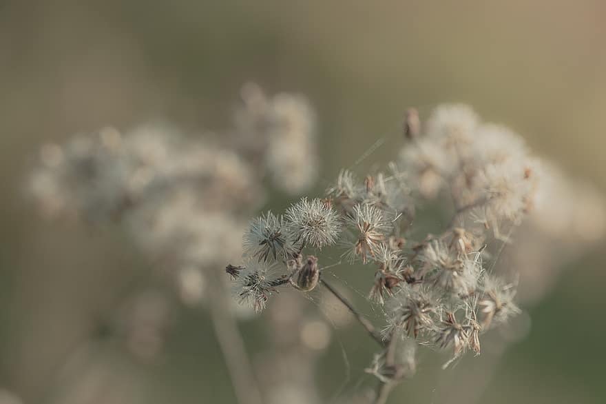 Goldenrod, Seed Head, Flower, Seeds, Dried Flower, Plant, Dry, Nature, Macro, close-up, summer