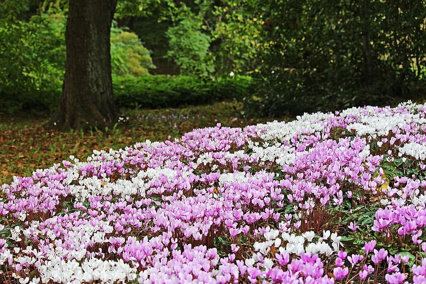ciclâmen, flores cor de rosa, Prado, jardim, natureza, flora, parque, arboreto, canteiro de flores, fundo