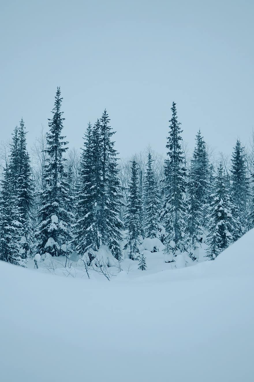 téli, hó, erdő, fák, tűlevelű, hótorlasz, fagy, jég, hideg, köd, tájkép