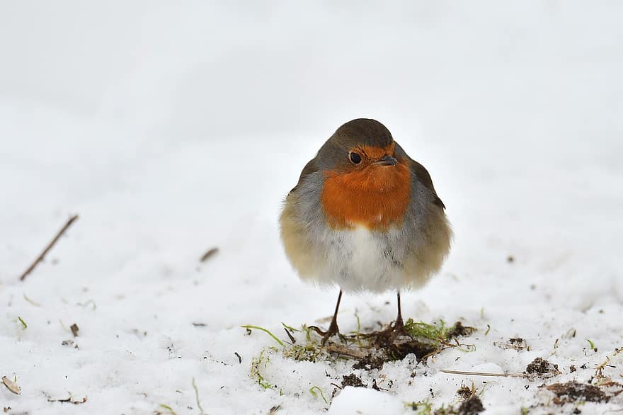 Robin, Bird, Snow, Animal, Songbird, European Robin, Robin Redbreast, Wildlife, Feathers, Plumage, Winter