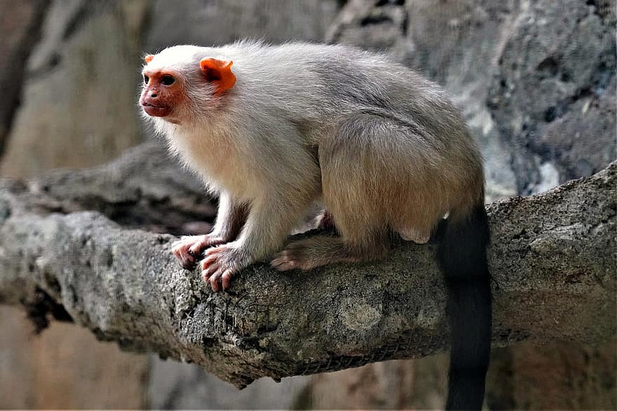primat, mico, fauna, mamífer, animals a la natura, bonic, macaque, petit, bosc, pell, mirant