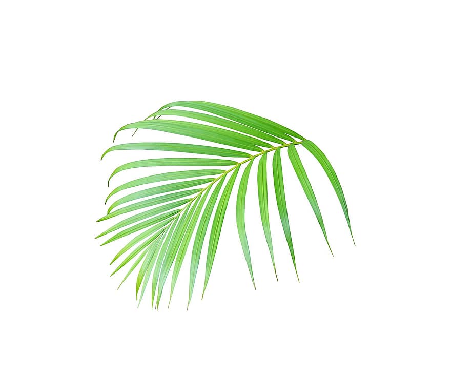 palmier, frunze, tropical, plantă, natură, copac, exotic, nucă de cocos, botanică, frunză, vară