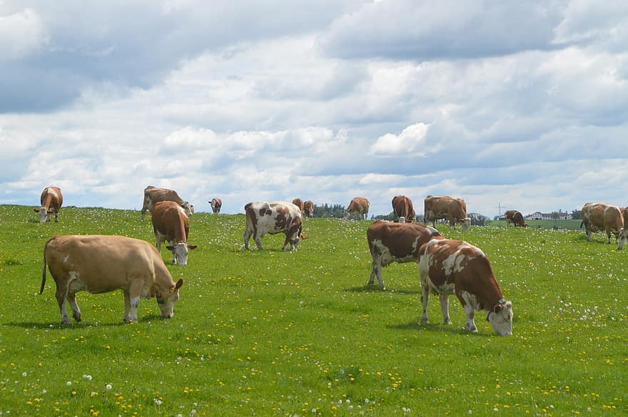 les vaches, pâturage, Prairie, vert, alimentation, vache, herbe, scène rurale, ferme, bétail, agriculture