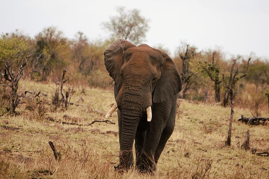animal, elefante, mamífero, especies, fauna, animales en la naturaleza, África, elefante africano, animales de safari, grande, safari