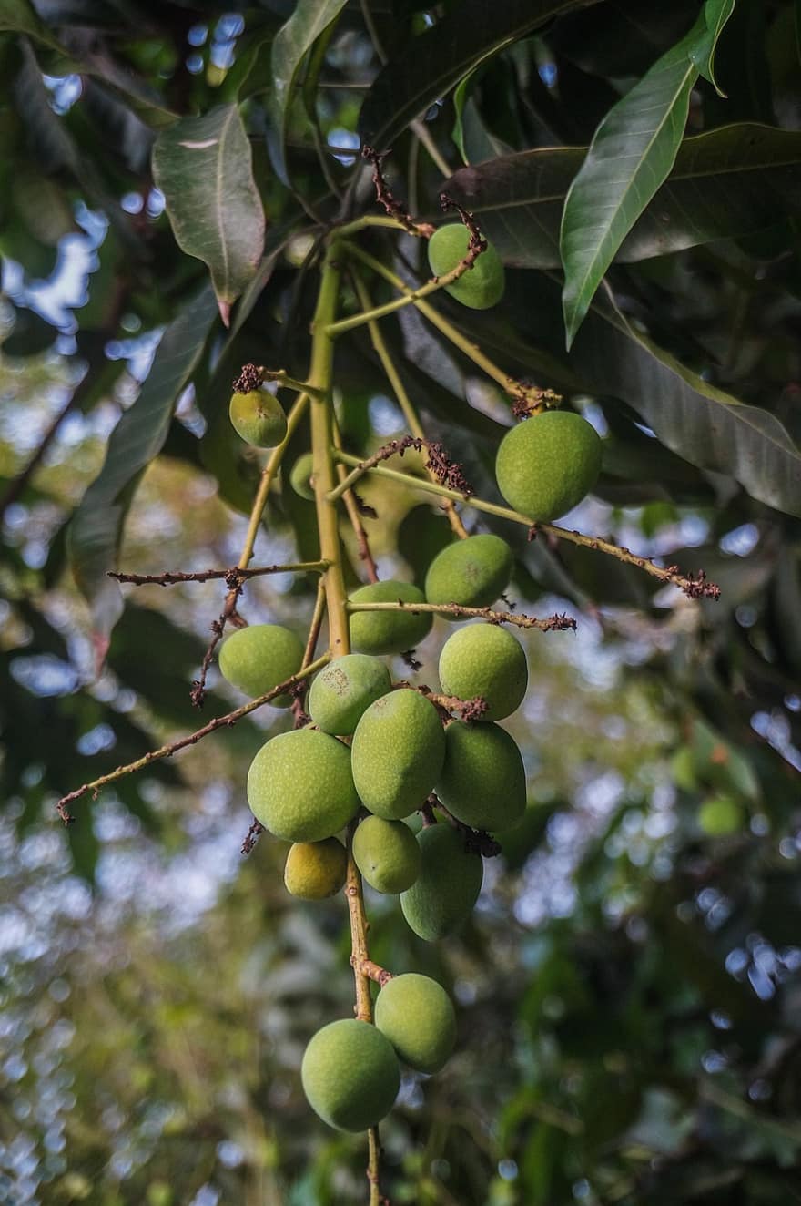 mango, fructe, ramură, copac, verde mangoes, alimente, organic, frunze, plantă, natură