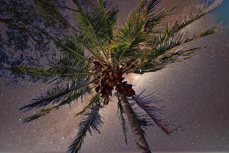 árbol de coco, tropical, cielo, estrellas, noche, árbol, ramas, bosque, hoja, antecedentes, azul