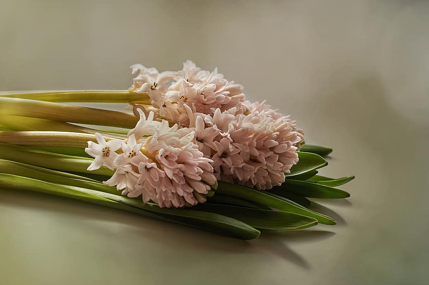hyacinten, bloesems, de lente, geur, tafelblad, boeket, bloem, versheid, fabriek, detailopname, bloemblad