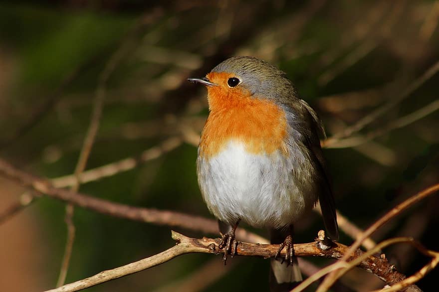 Robin, pájaro cantor, plumaje, pájaro pequeño, pájaro, pico, animal, plumas, observación de aves, ornitología, fauna silvestre