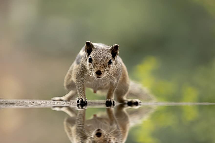 भारतीय ताड़ की गिलहरी, गिलहरी, कृंतक