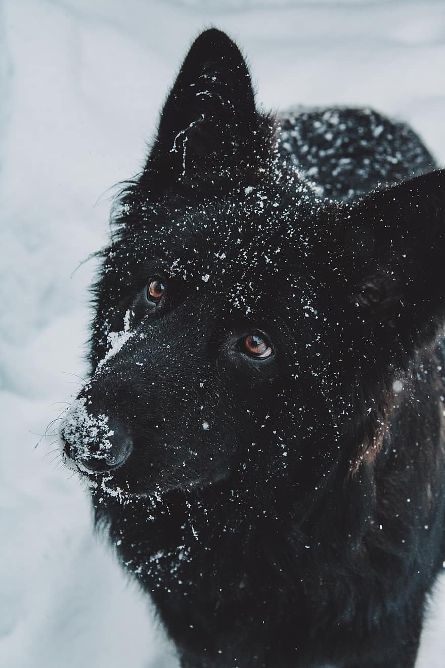 개, 목자, 눈, 흰 서리, 싸늘한, 눈이 내리는, 겨울, 강설량, 초상화, 감기, 개 초상화