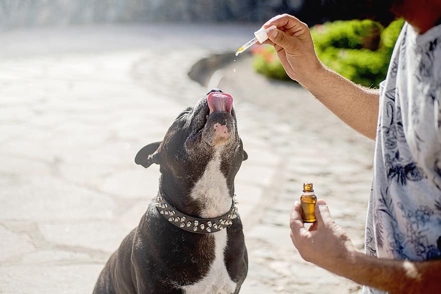 Perros de aceite de CBD, Mascotas de aceite de CBD, Perro de aceite de cáñamo, perro, personal