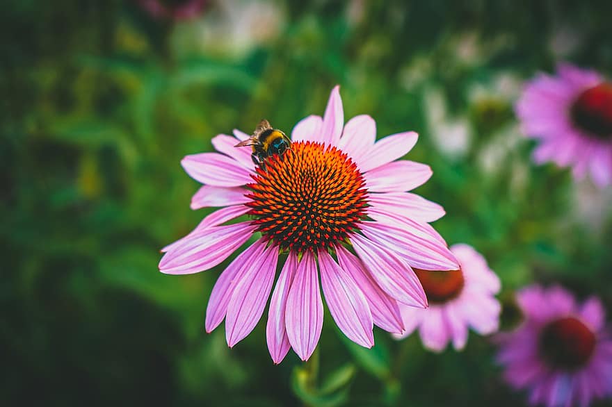 Lila coneflowers, bi, pollinering, trädgård, insekt, blomma, natur, växt, sommar, närbild, kronblad