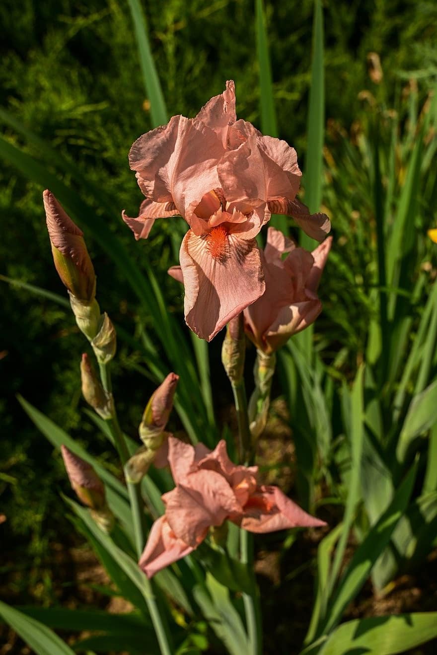 Iris, Flowers, Plant, Pink Iris, Pink Flowers, Buds, Hybrid, Flora, Spring, Garden, Nature