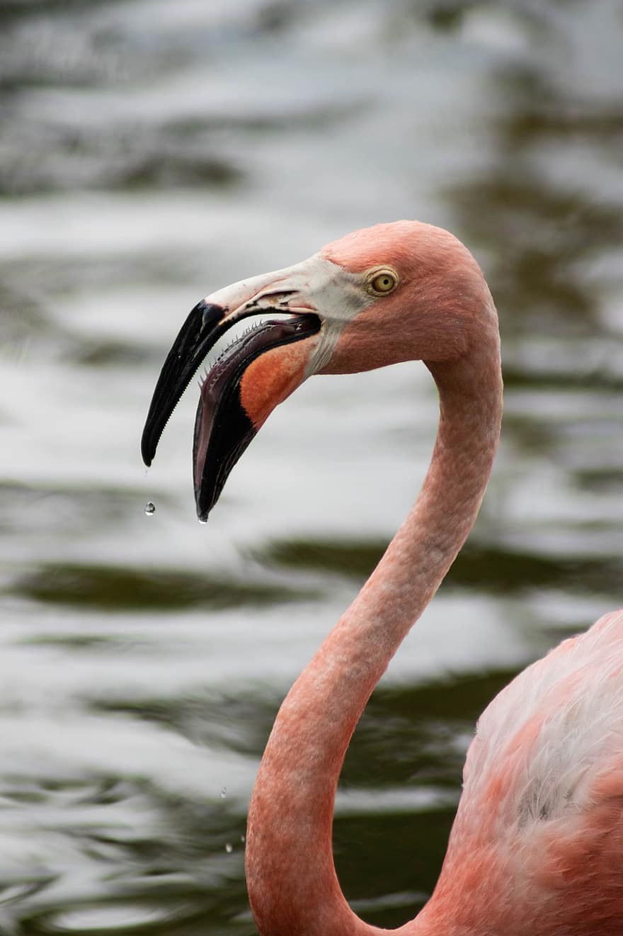 flamingo, putns, dzīvnieku, raksturs, spalvas, rozā putns, fauna, knābis, eksotiski, savvaļas dzīvnieki, dīķis