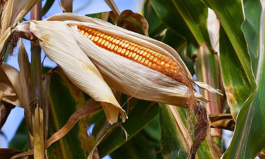 maíz, maíz en la mazorca, cultivo, campos de maíz, granja, agricultura, plantación, plantación de maíz, cosecha, Produce, orgánico