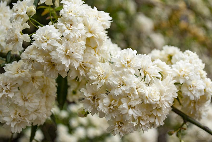las flores, Flores blancas, pétalos blancos, floración, flor, flora, planta, jardín, naturaleza