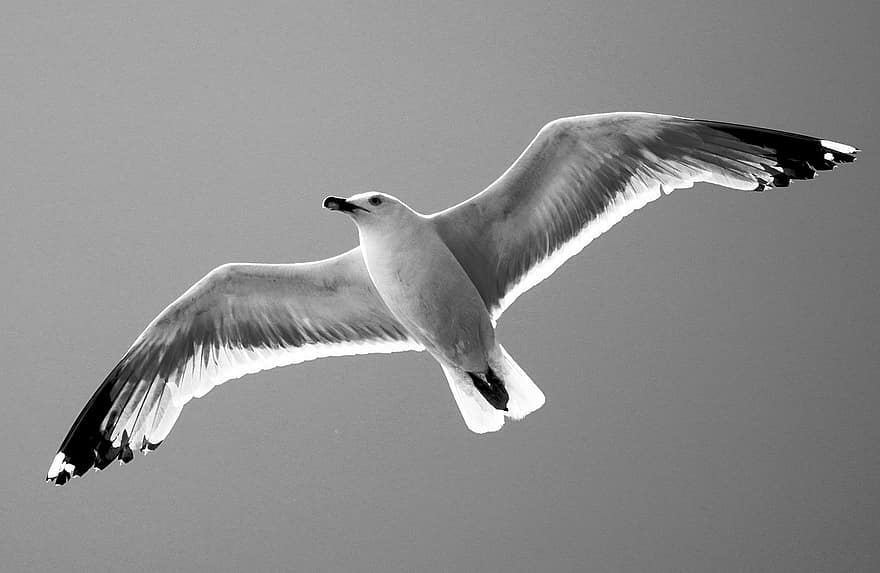 Black, White, Seagull, Sea, Wings, Portrait, Young, Greece, Gull, Bird