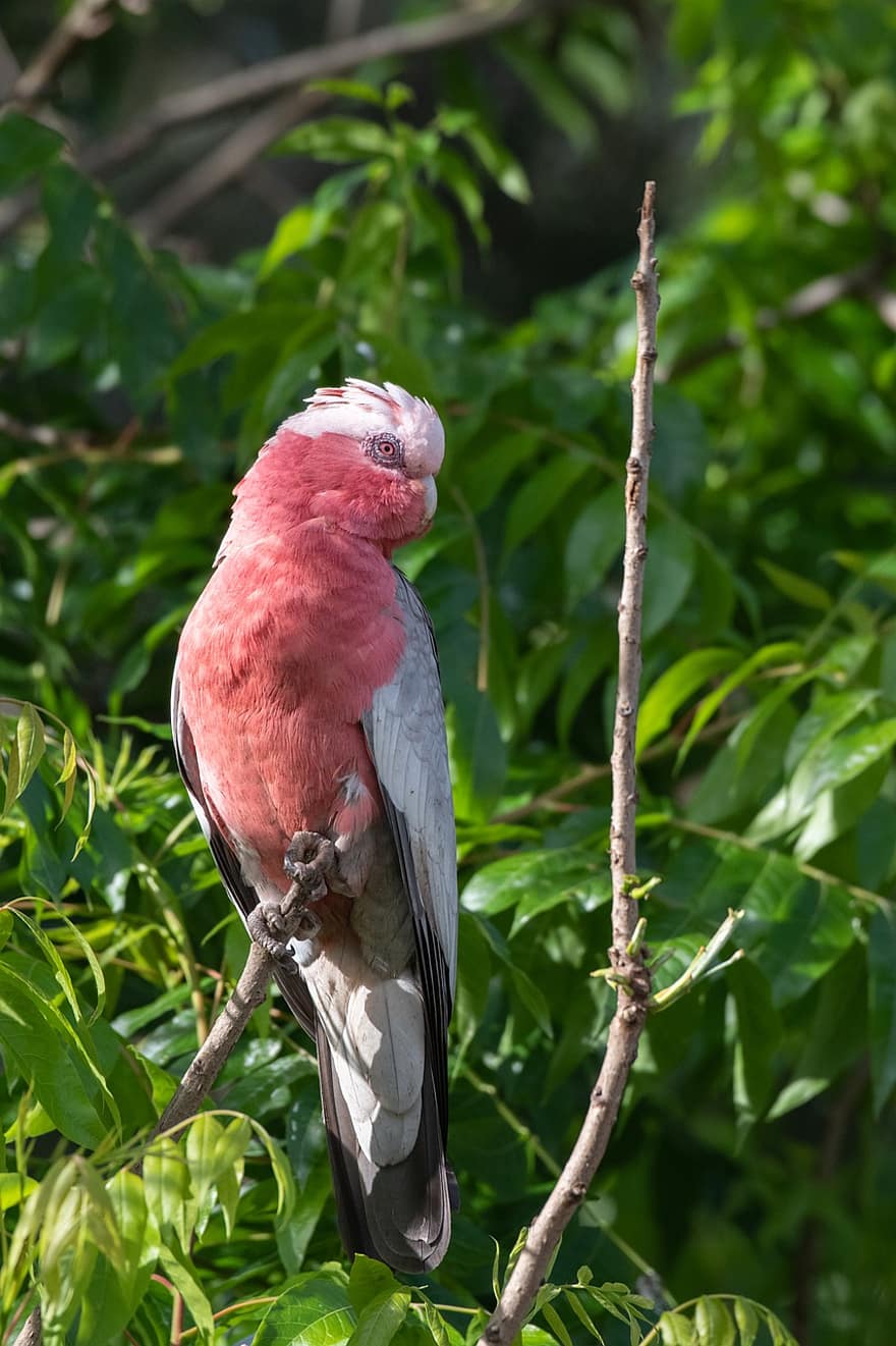 galah, Ροζ και γκρι Cockatoo, τριαντάφυλλο cockatoo, eolophus roseicapilla, είδος ψιττακού, πουλί, θηλυκό πουλί, ζώο, σκαρφαλωμένο, φτερά, ράμφος