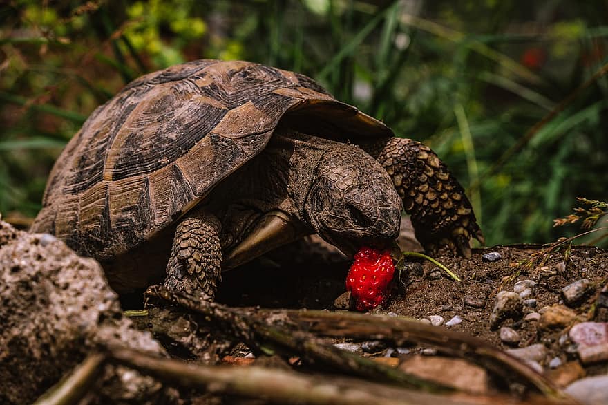 tortue, coquille, fraise, reptile, faim, animal, collation