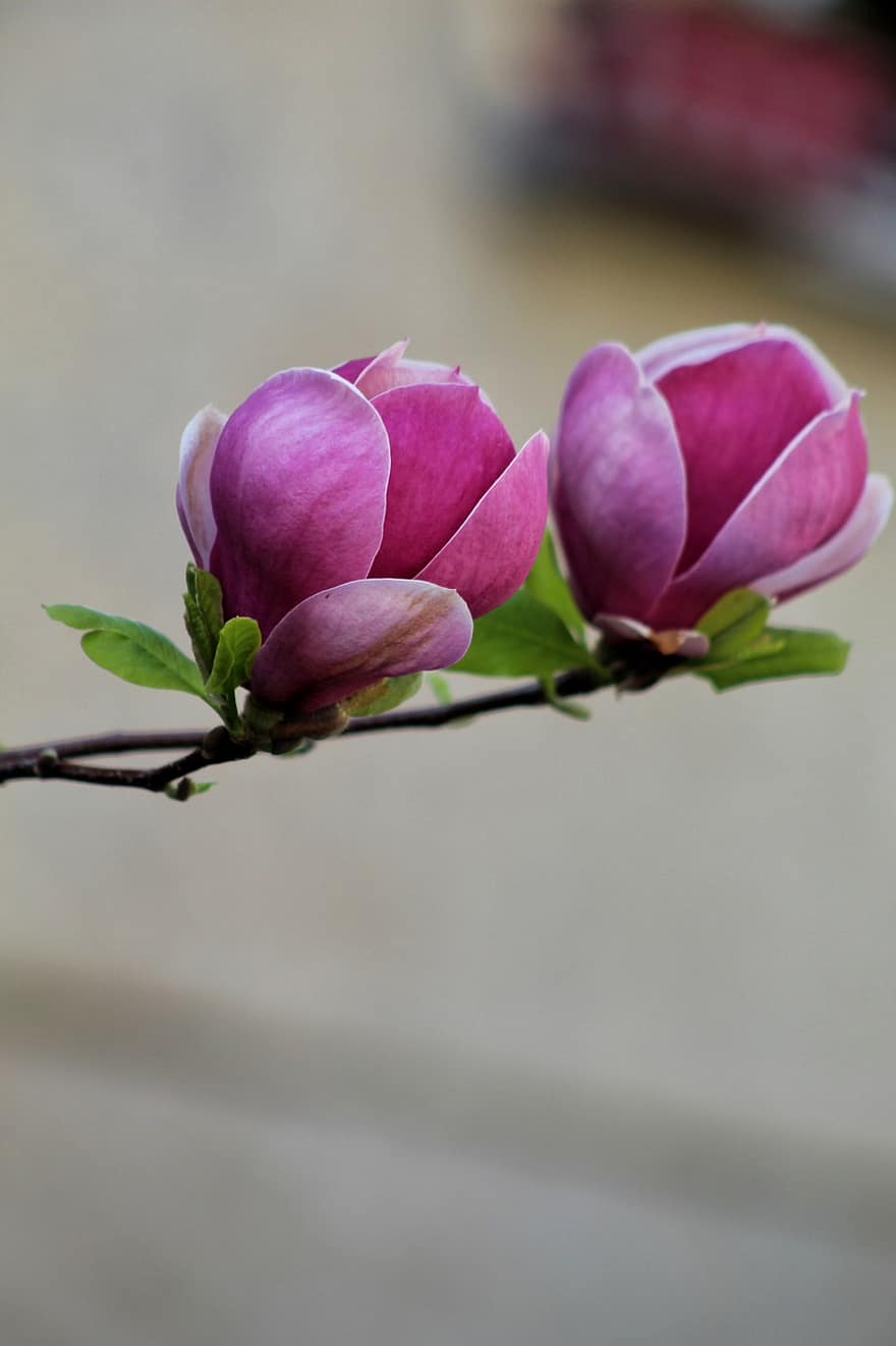 copac, petale, magnolii, primăvară, floră, a inflori, floare, a închide, plantă, petală, cap de floare