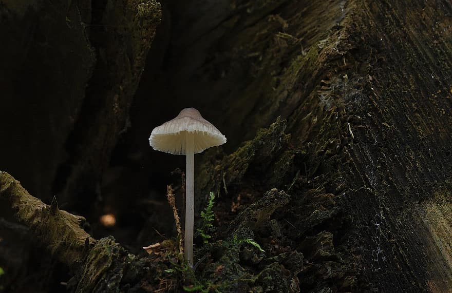 гриб, дисковий грибок, мох