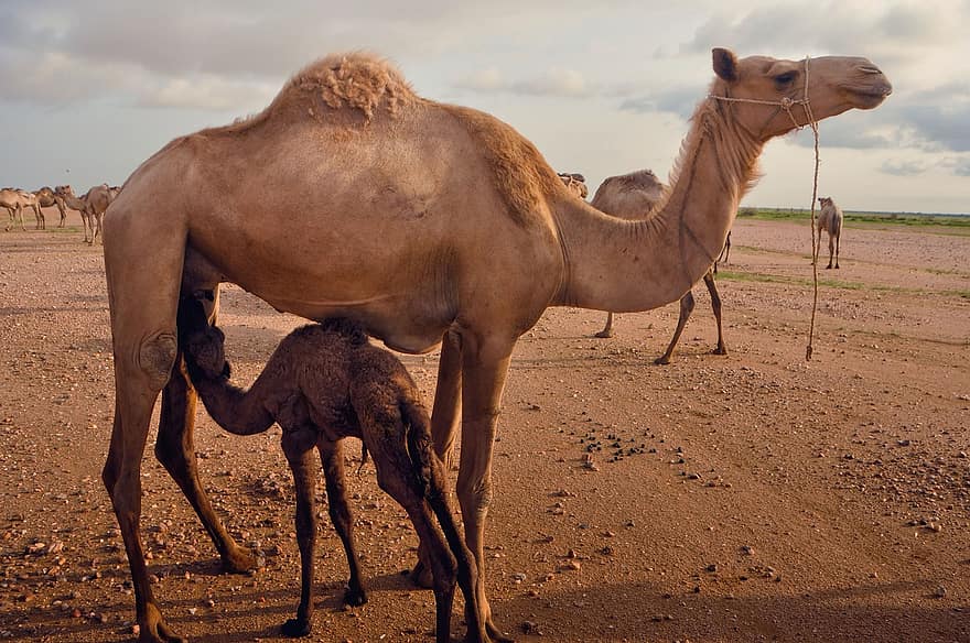 kamel, öken-, turism, resa, djur, natur, afrika, dromedary kamel, arabien, sand, djur i det vilda